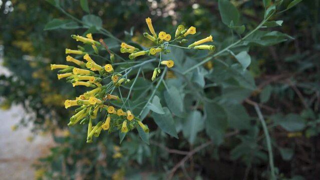 Nicotiana glauca ( Tobacco Tree ) is an invasive plant in Israel. Common Names glaucous-leaf tobacco, mustard tree, tobacco-bush, wild tobacco. Haifa, Israel.