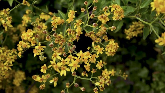 vertical video. Bunch of flowers of Roldana petasitis, also known as the velvet groundsel or Californian geranium, evergreen subshrub. in Haifa, Israel.