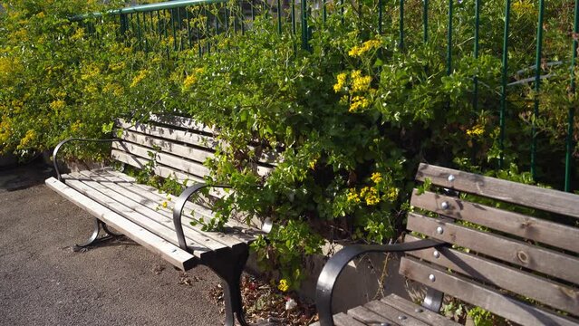 Bunch of flowers of Roldana petasitis, also known as the velvet groundsel or Californian geranium, evergreen subshrub. in Haifa, Israel. Yellow flowers behind a wooden bench.