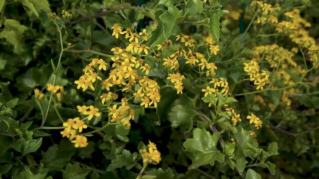 Bunch of flowers of Roldana petasitis, also known as the velvet groundsel or Californian geranium, evergreen subshrub. in Haifa, Israel.