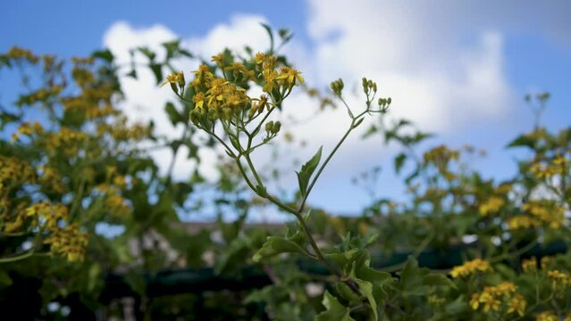 Bunch of flowers of Roldana petasitis, also known as the velvet groundsel or Californian geranium, evergreen subshrub. in Haifa, Israel.