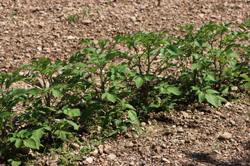 Potato plants in a row in the vegetable garden on a sunny day. Solanum tuberosum 