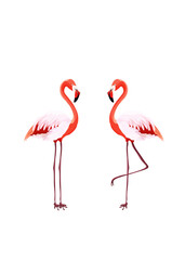 Cute Flamingo isolated on white background. Summer and botanical thematic. Vector illustration.