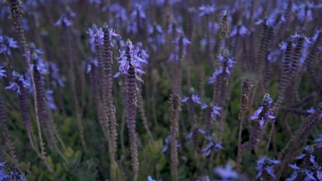 Beautiful decorative purple flowers are called Coleus Canina. A garden in Haifa, Israel. horticulture in israel