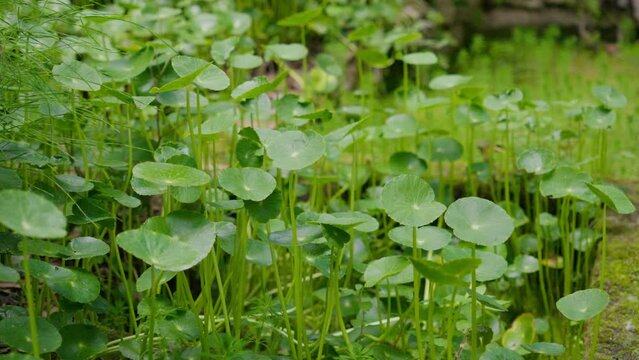 Lush green centella leaves swaying gently in a tranquil garden setting.