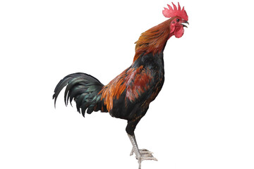 Red rooster on white background