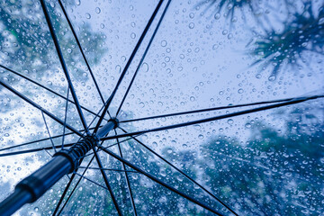 Raindrops fall on clear umbrellas under a dry tree branch and heavy rain thunderstorm