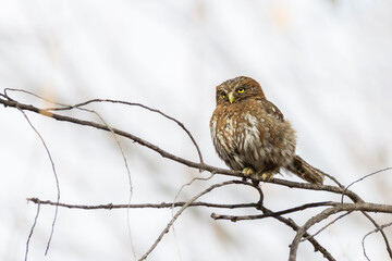 Chuncho (Glaucidium nana)