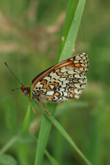 Close-up of orange, white and brown False-heath Fritillary butterfly on a green plant. Melitaea diamina 