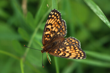 Close-up of orange, white and brown False-heath Fritillary butterfly on a green plant. Melitaea diamina 