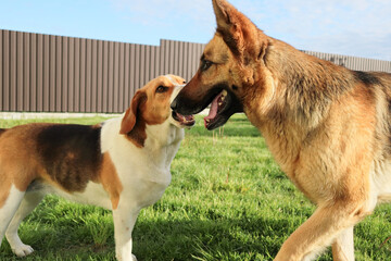 Dog fight. Aggressive play of dogs. Funny dogs playing aggressively in the backyard.