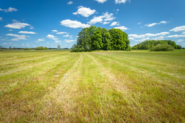 A mown meadow with trees and white clouds on a blue sky
