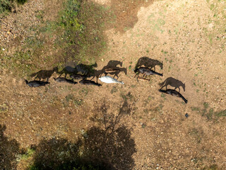Caballos paseando en una toma cenital con sus sombras