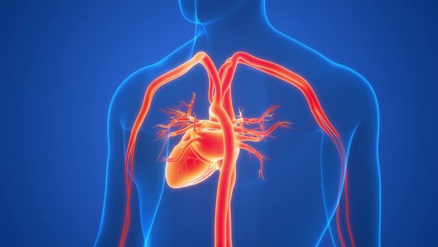 Human Circulatory System Heartbeat Anatomy Animation Concept