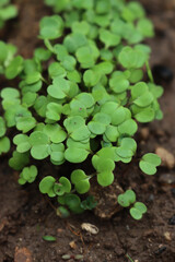 Close-up of fresh roquette or rucola or wild rocket seeding in the vegetable garden on selective focus