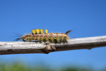 Close-up of insect on branch against blue sky