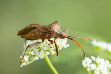 Insect perched on a flower, displaying its extended wings