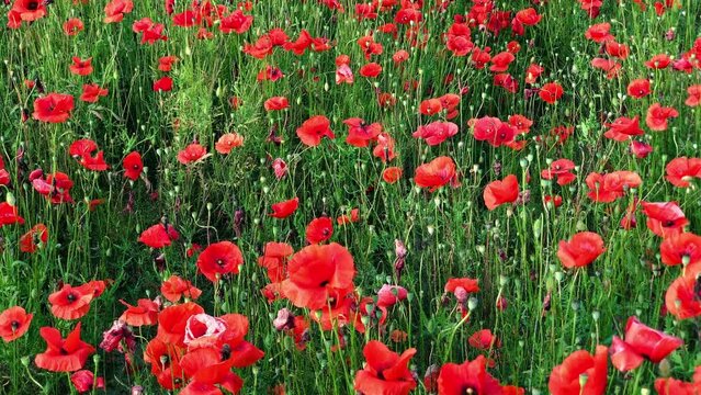 Campo di papaveri rossi in Aprile