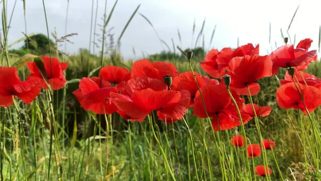 Campo di papaveri rossi in Aprile