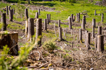 Clearing with Tree Stumps Due to Pest Infestation Management in the Thuringian Forest