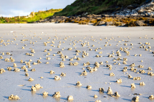 Blow lugworm poo on the west coast of Ireland - Arenicola Marina
