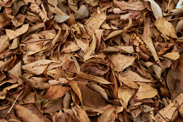 brownish dry leaf texture background