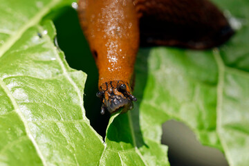 close up of the mouth of a eating slug, arion vulgaris on a lettuce leaf in the garden, Snail infestation in the vegetable patch