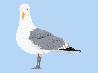 Big Sea gull. Realistic vector bird