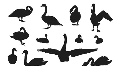 Set of silhouettes of mute swans Cygnus olor and their chicks in different positions. Realistic vector wild birds © AnnstasAg