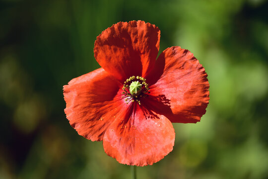 Close-up of red poppy flower