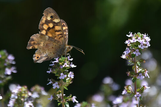 Close-up of butterfly pollinating on purple flower