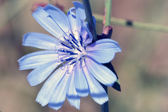 Close-up of purple flower