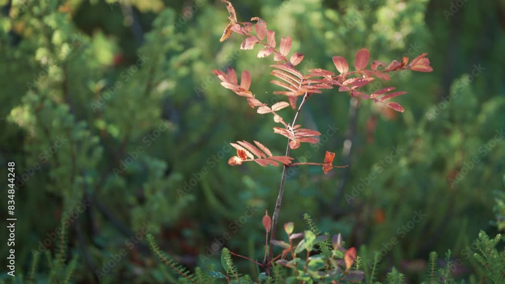 Poster a rowan tree sapling with bright red leaves in the forest undergrowth. parallax video, bokeh backgro