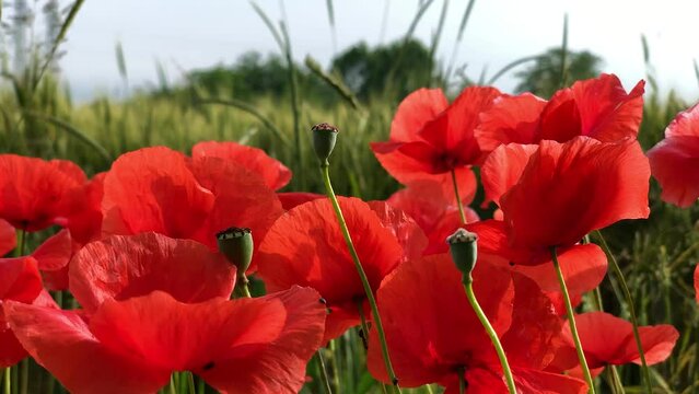 Campo di papaveri rossi in Aprile