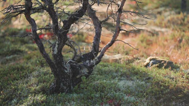 Dry dead tree in the autumn tundra landscape. Parallax video. Bokeh background.