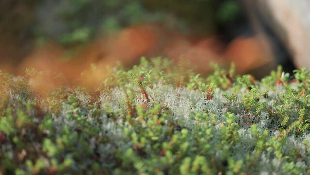 Ripe crow berries soft moss and green miniature plants in the lush forest undergrowth. Parallax video, bokeh background.