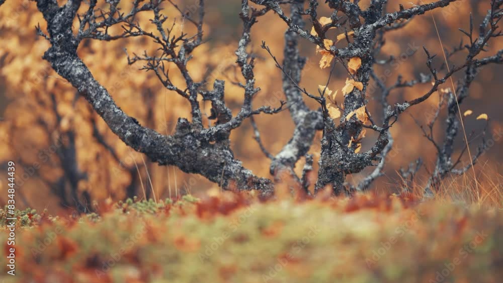Poster a darf birch tree with dark twisted branches in autumn tundra. soft carpet of moss covers the ground