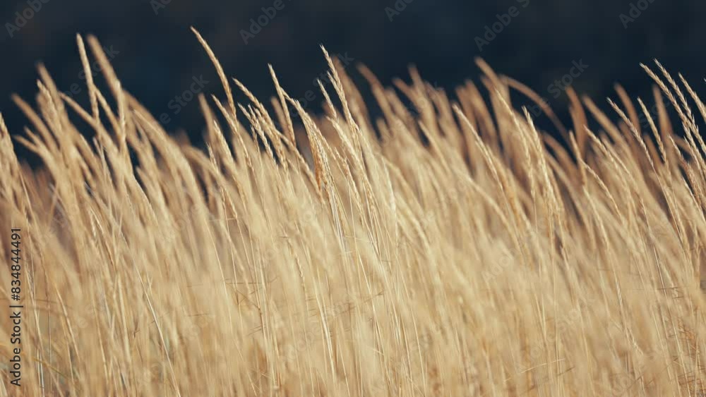 Poster dry grass sways in the wind. parallax shot, bokeh background.