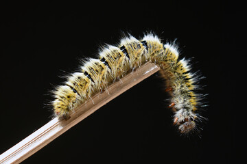 Close-up of caterpillar on plant against black background
