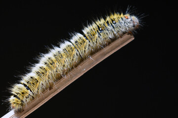 Close-up of caterpillar on plant against black background