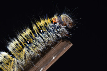 Close-up of caterpillar on plant against black background