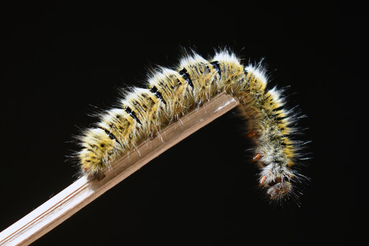 Close-up of caterpillar on plant against black background