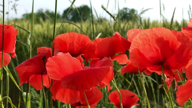 Campo di papaveri rossi in Aprile