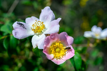 selective focus of rosehip flowers with blurred background