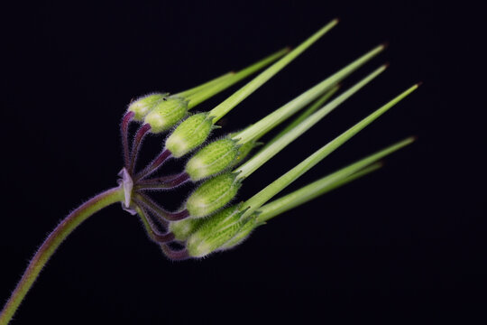 Close-up of flower against black background