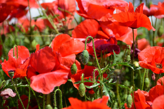 Close-up of red poppy flowers