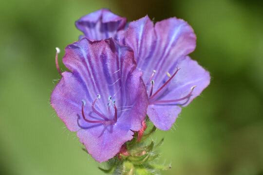 Close-up of purple flowering plant