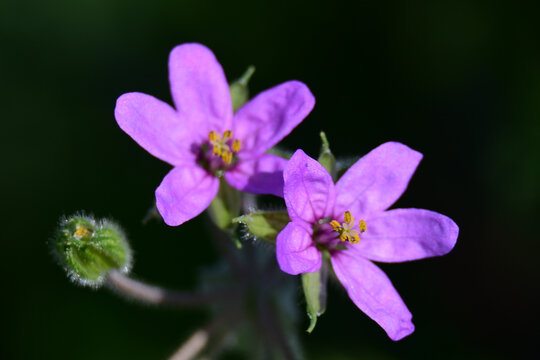 Close-up of purple flowering plant