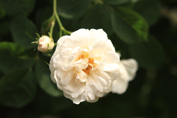 Blooming white rose, flowers close-up. Flowers in a park or garden. Gardening. Growing roses. Beautiful white flowers among green leaves. Shrub roses in spring. Natural floral background