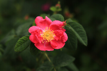 Fototapeta premium Blooming pink rose, flowers close-up. Flowers in a park or garden. Gardening. Growing roses. Beautiful pink flowers among green leaves. Shrub roses in spring. Natural floral background